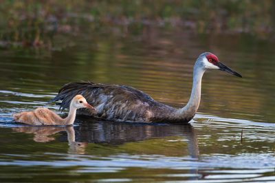 Grue du Canada -- Sandhill Crane