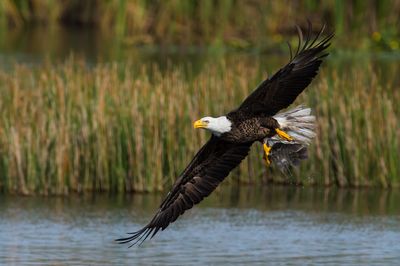Pygargue à tête blanche --Bald Eagle