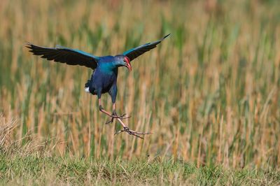 Talve  tte grise -- Grey-headed Swamphen