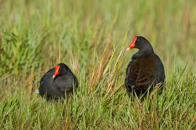 Gallinule poule d'eau -- Common Moorhen