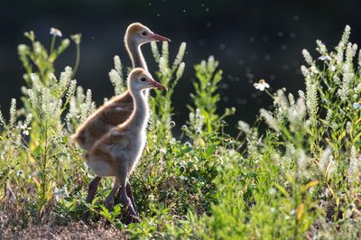 Grue du Canada -- Sandhill Crane