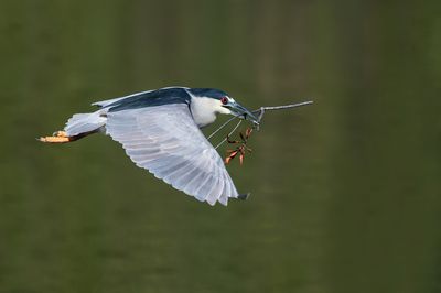 Bihoreau gris -- Black-crowned Night Heron