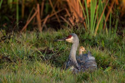 Grue du Canada -- Sandhill Crane