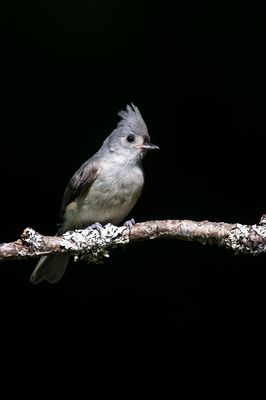 Mésange Bicolore -- Tufted Titmouse