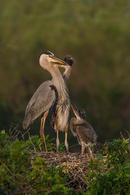 Grand héron -- Great Blue Heron