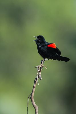 Carouge à épaulettes, mâle -- Red-winged Blackbird, male