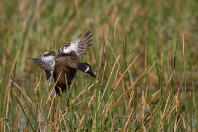 Sarcelle à ailes bleues -- Blue-Winged Teal