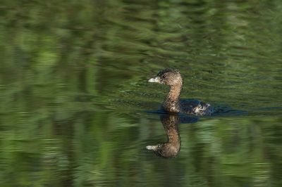 Grbe  bec bigarr  -- Pied-billed Grebe