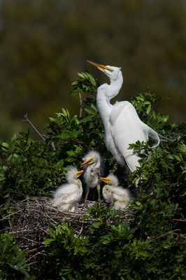 Grande aigrette -- Great Egret