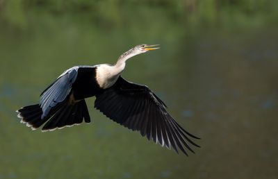 Anhinga d'Amérique -- Anhinga