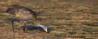 Grue du Canada -- Sandhill Crane