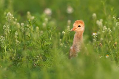 Grue du Canada -- Sandhill Crane