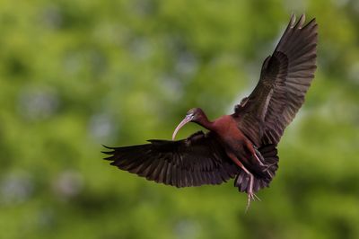 Ibis falcinelle -- Glossy ibis