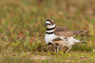 Pluvier kildir -- Killdeer