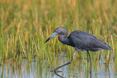 Aigrette bleue -- Little Blue Heron
