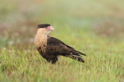 Caracara du Nord -- Crested Caracara