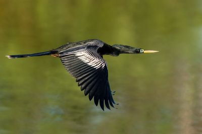 Anhinga d'Amérique -- Anhinga