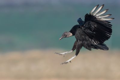 Urubu noir -- Black vulture