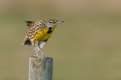 Sturnelle des prés -- Eastern Meadowlark