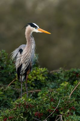 Grand héron -- Great Blue Heron