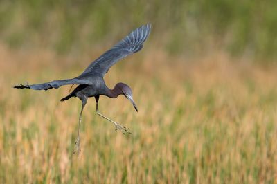 Aigrette bleue -- Little Blue Heron