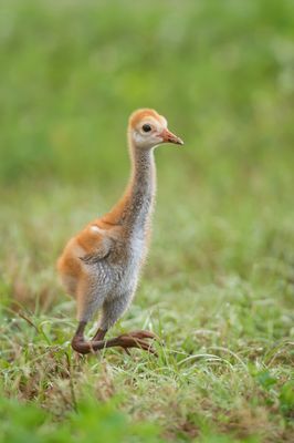 Grue du Canada -- Sandhill Crane