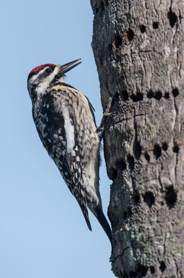 Pic maculé -- Yellow-bellied Sapsucker