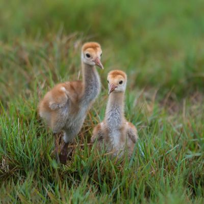 Grue du Canada -- Sandhill Crane