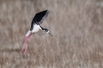 chasse d'Amrique -- Black-Necked Stilt