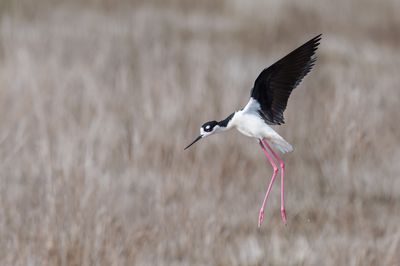 chasse d'Amrique -- Black-Necked Stilt