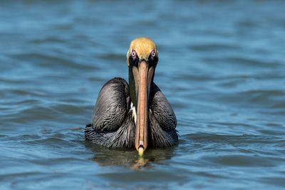Pélican brun -- Brown pelican