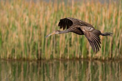Courlan brun -- Limpkin