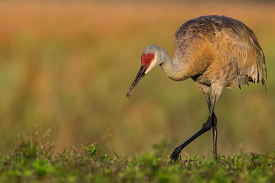 Grue du Canada -- Sandhill Crane