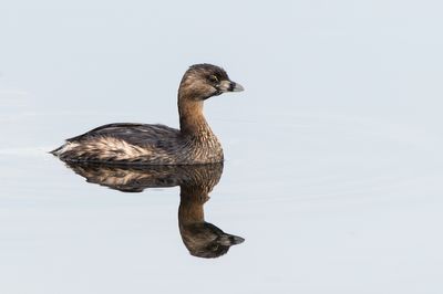 Grbe  bec bigarr  -- Pied-billed Grebe