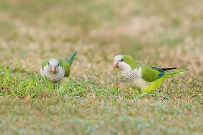 Conure veuve (Floride) -- Monk parakeet (Florida)