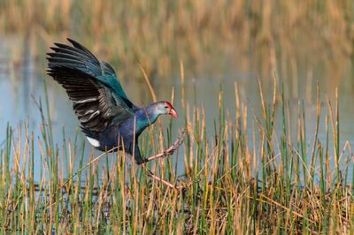 Talve  tte grise -- Grey-headed Swamphen