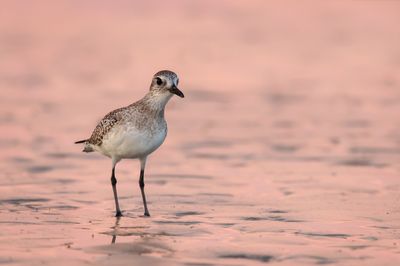 Pluvier argenté -- Grey Plover