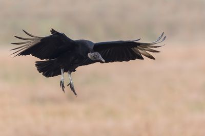 Urubu noir -- Black vulture