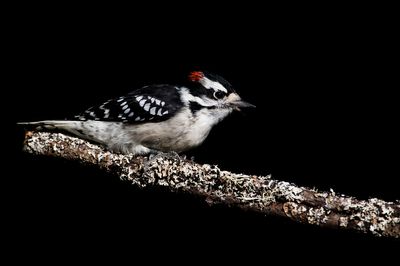 Pic mineur, mâle -- Downy Woodpecker, male
