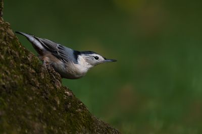 Sittelle à poitrine blanche -- White-breasted Nuthatch