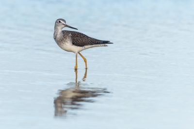 Petit chevalier -- Lesser Yellowlegs