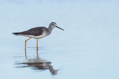 Petit chevalier -- Lesser Yellowlegs