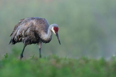 Grue du Canada -- Sandhill Crane