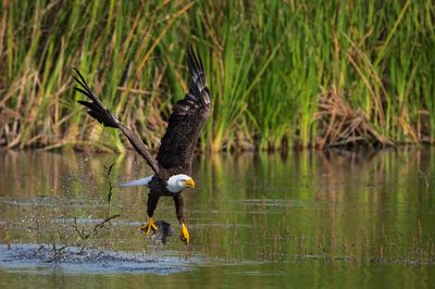 Pygargue à tête blanche --Bald Eagle