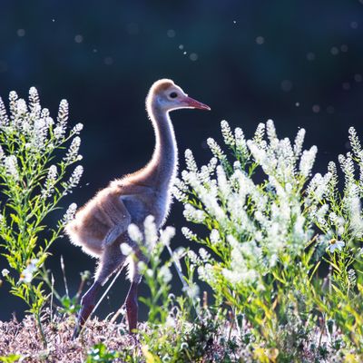 Grue du Canada -- Sandhill Crane