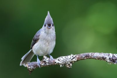 Mésange Bicolore -- Tufted Titmouse