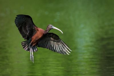Ibis falcinelle -- Glossy ibis