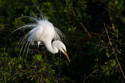 Grande aigrette -- Great Egret