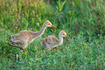 Grue du Canada -- Sandhill Crane