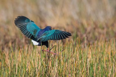 Talve  tte grise -- Grey-headed Swamphen